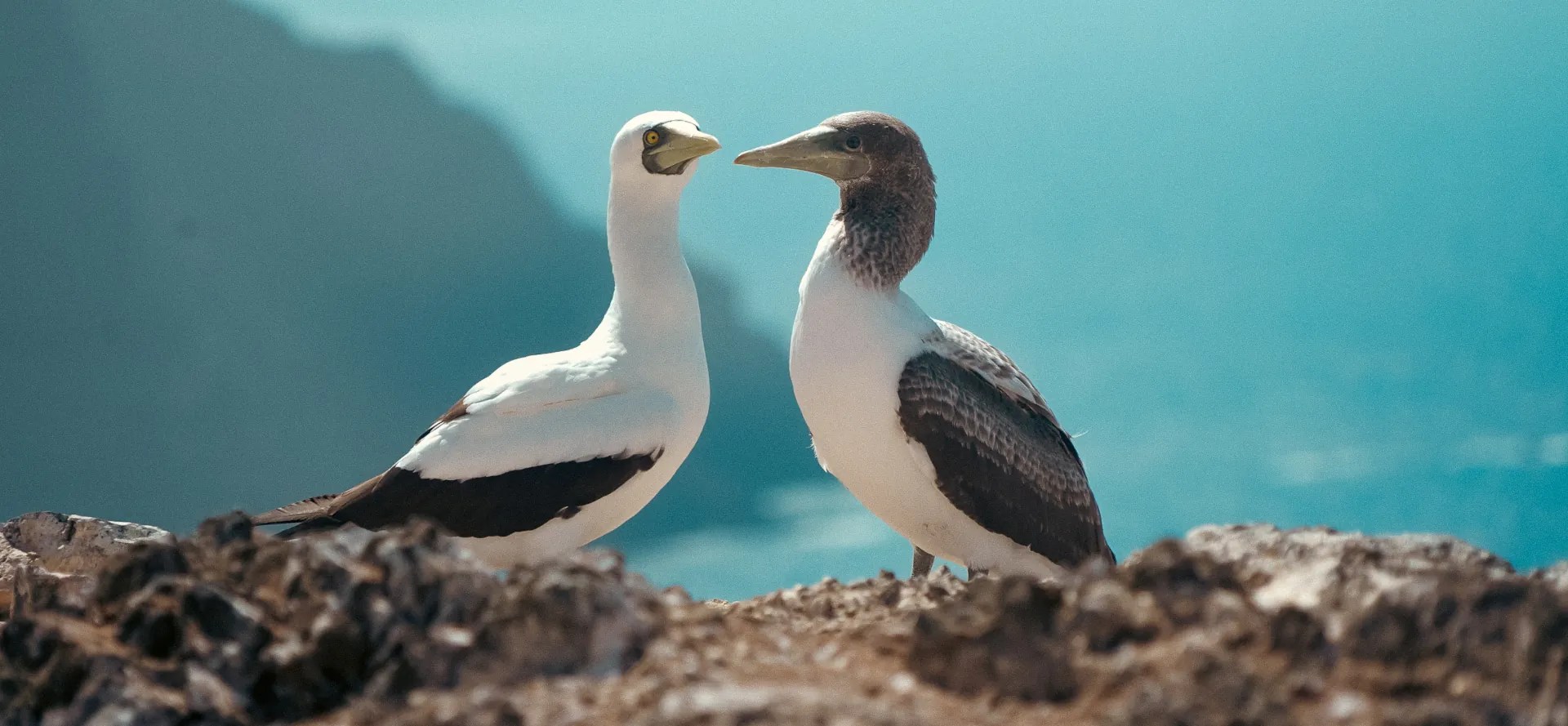 St Helena Island Seabird Photography Smudge Dog Media